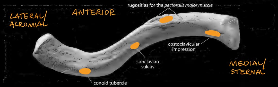Clavicle Inferior View
