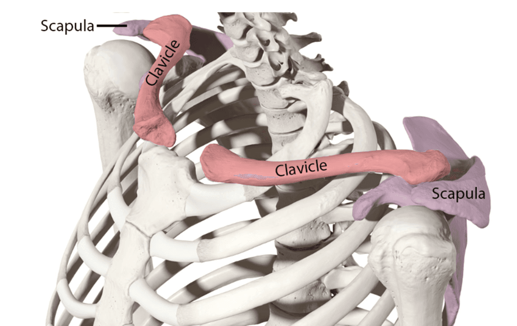 Clavicle skeleton