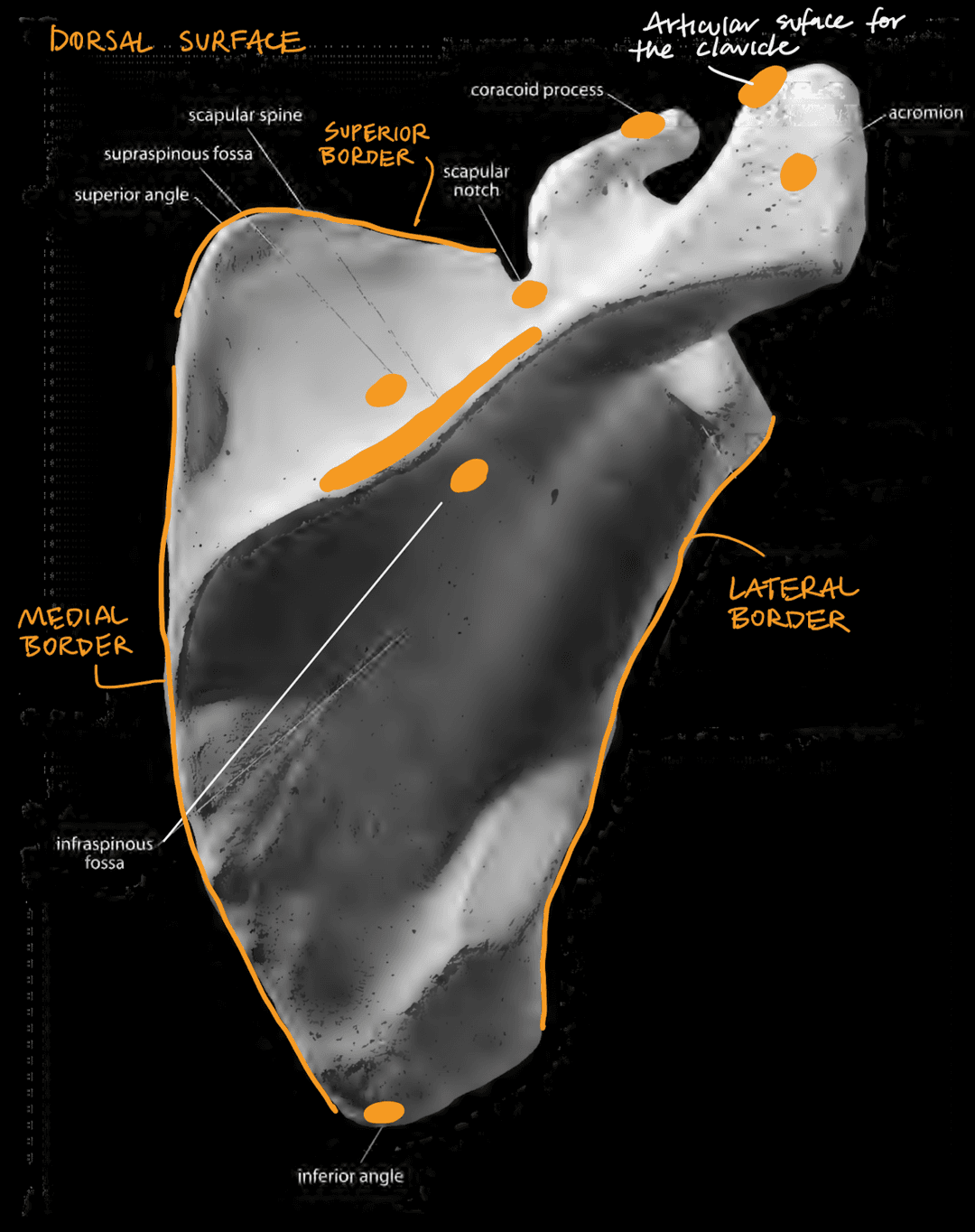 Scapula Dorsal View