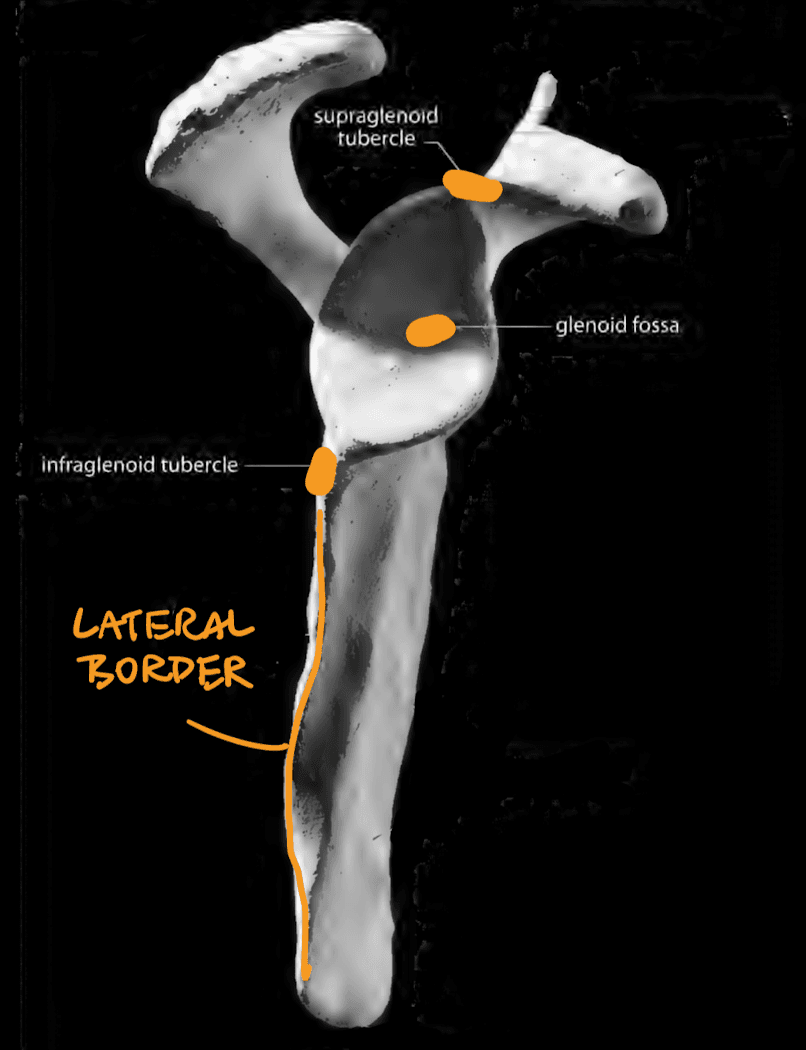 Scapula Lateral View