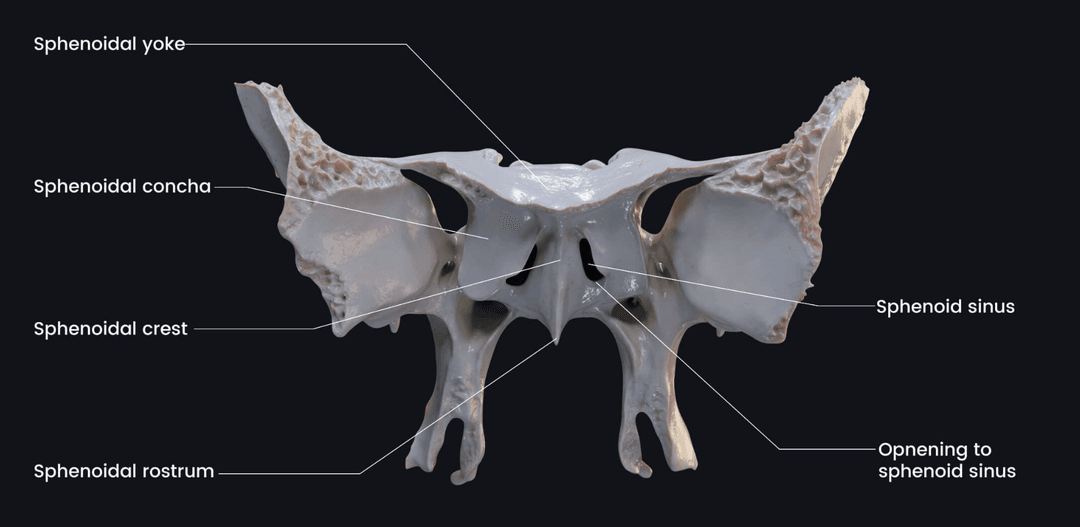 Sphenoid anterior