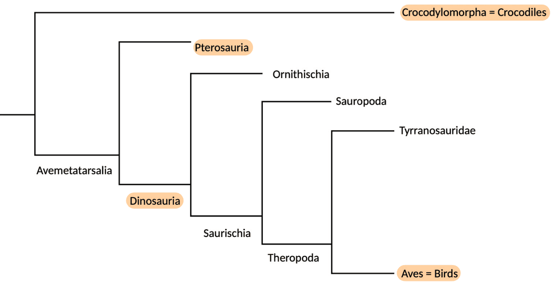 Bird and crocodile phylogeny
