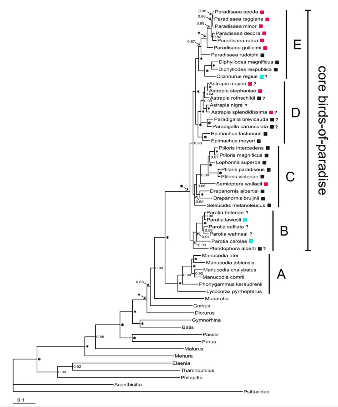 Birds of paradise phylogeny