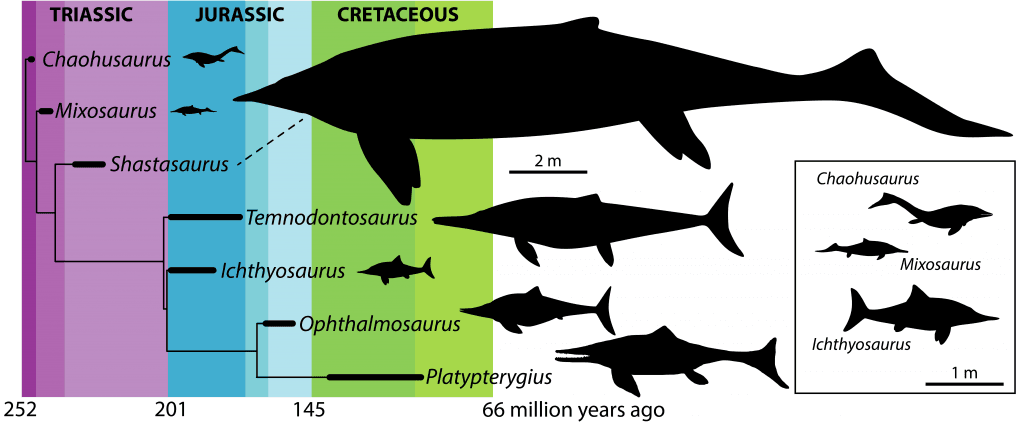 Ichthyosaur phylogeny