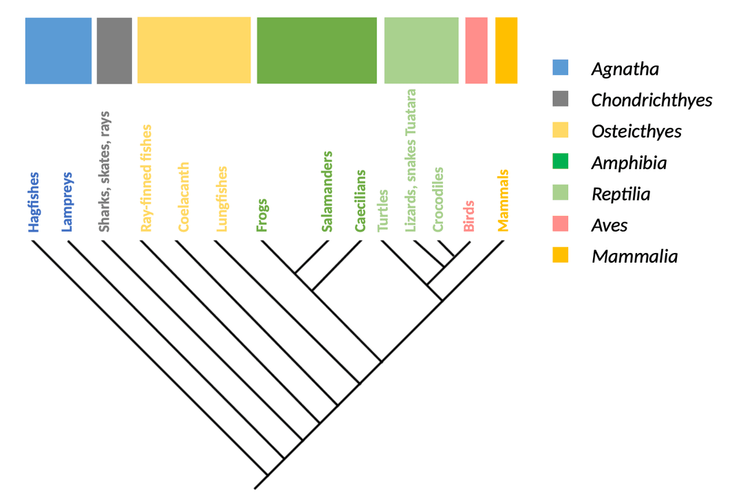 Vertebrate phylogeny