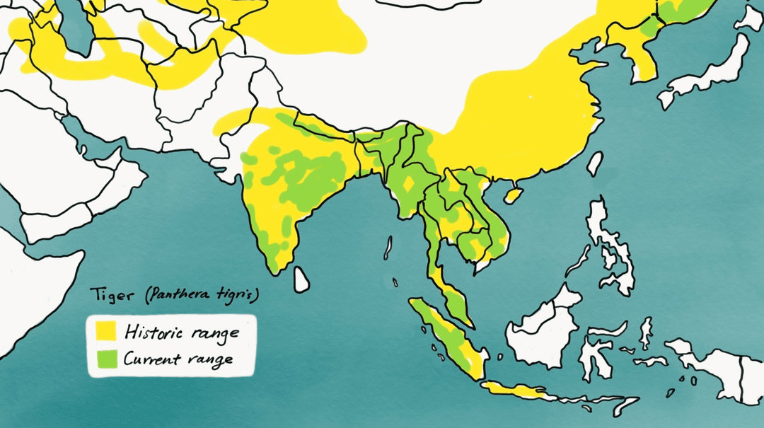 Wallace's line on tigers