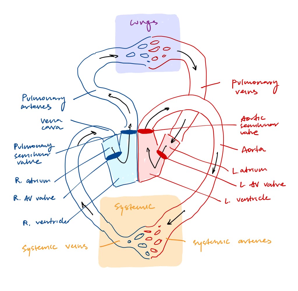 Cardiac system