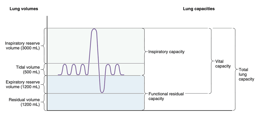 Lung volume and capacity